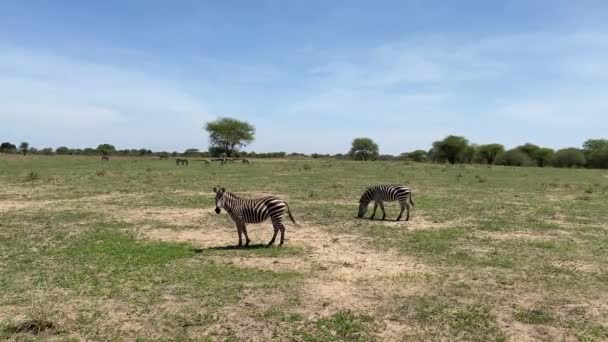 Dua Zebra Bergaris Lucu Mengibaskan Ekor Dan Menggigit Rumput Taman — Stok Video