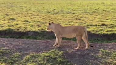 Güzel bir dişi aslan Ngorongoro Ulusal Parkı 'nda duruyor ve etrafa bakıyor. Serengeti savanasının kenarında Tanzanya 'da büyük bir krater. Afrika 'da Safari.