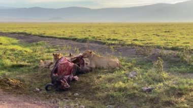 Ölü bir bufalonun yanında üç vahşi aslan. Ngorongoro Ulusal Parkı. Afrika 'da Safari. Serengeti savanasının kenarında Tanzanya 'da büyük bir krater var..