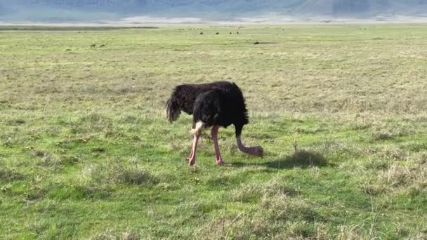 Legrační Pštros Okusuje Trávu Zeleném Poli Národního Parku Ngorongoro Safari — Stock video