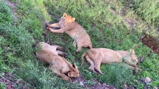 Drei Junge Löwinnen Ruhen Auf Grünem Gras Ngorongoro Nationalpark Safari — Stockvideo