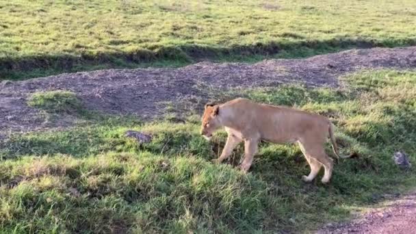 Une Fière Lionne Solitaire Marche Travers Champ Verdoyant Parc National — Video