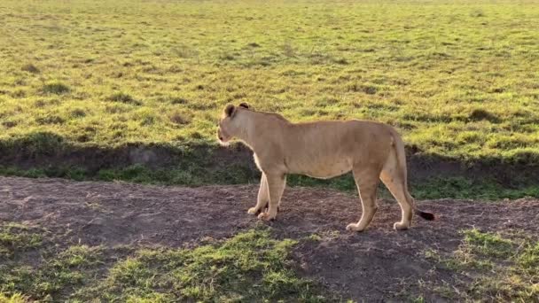 Une Belle Lionne Dresse Regarde Autour Dans Parc National Ngorongoro — Video