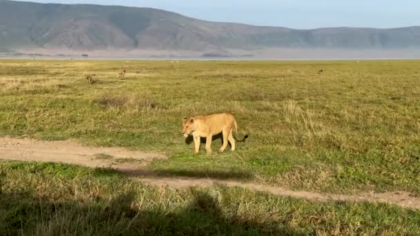 Egy Vadoroszlán Sétál Ngorongoro Nemzeti Parkon Egy Hatalmas Kráter Tanzániában — Stock videók