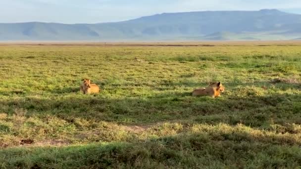 Les Lions Sauvages Prélassent Soleil Safari Afrique Lion Une Lionne — Video