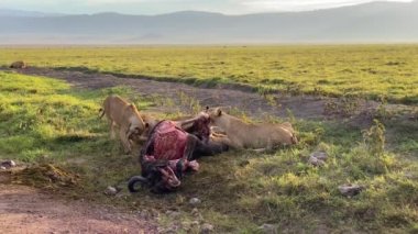 Afrika 'da Safari. Ölü bir bufalonun yanında üç dişi aslan. İki dişi aslan birbirleri ile oynuyorlar. Ngorongoro Ulusal Parkı. Serengeti savanasının kenarında Tanzanya 'da büyük bir krater var..