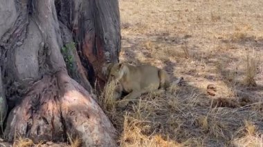 Sinek sinekleri dişi aslanın gözlerine tırmanıyor ve dinlenmesini engelliyor. Tarangire Ulusal Parkı 'ndaki büyük bir ağacın gölgesinde güzel bir dişi aslan yatıyor. Tanzanya, Afrika 'da Safari.