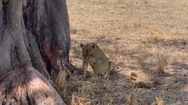 Yalnız bir dişi aslan dinlenmek için büyük bir baobab ağacının altında uzanıyor. Tarangire Ulusal Parkı. Tanzanya, Afrika 'da Safari.