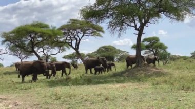 Tarangire Ulusal Parkı 'nda büyük bir fil ailesi yürüyor. Tanzanya, Afrika 'da Safari.