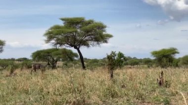 Tarangire Ulusal Parkı 'nda çimlerin arasında iki su doları yürüyor. Düşük ihtimal. Tanzanya, Afrika 'da Safari.