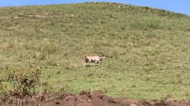 Eland antilobu yeşil çayırlarda yürüyor. Düşük ihtimal. Tarangire Ulusal Parkı. Tanzanya, Afrika 'da Safari.