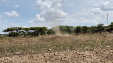 Güçlü bir rüzgar küçük bir kum kasırgası oluşturur. Tarangire Ulusal Parkı. Tanzanya, Afrika 'da Safari.