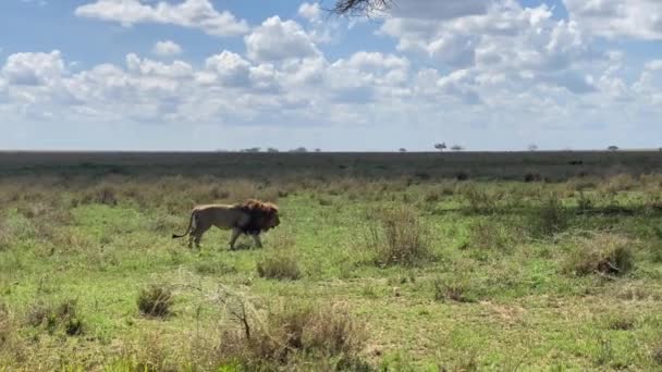 Beautiful Big Lion Goes His Pride Goes Bed Shade Tree — Stock Video