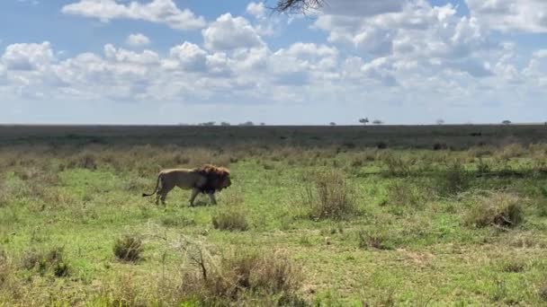 Een Mooie Grote Leeuw Gaat Naar Zijn Trots Gaat Slapen — Stockvideo