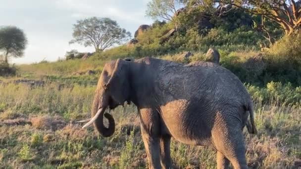 Nagy Elefánt Vadonban Egy Elefánt Kora Reggel Füvet Eszik Serengeti — Stock videók