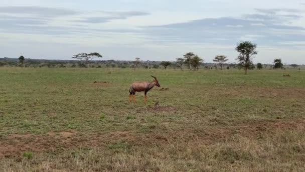 Antilope Topi Broute Sur Champ Vert Parc National Serengeti Safari — Video