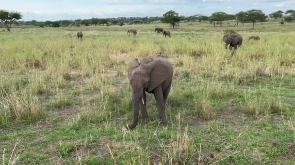 Small Family Elephants Graze Tarangire National Park Safari Tanzania Africa — Stock Video