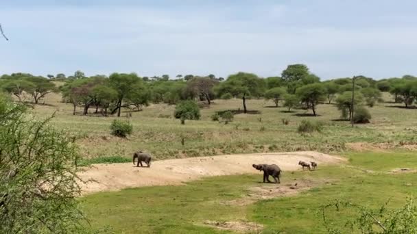 Elefantes Ñus Cebra Caminan Parque Nacional Tarangire Safari Tanzania África — Vídeos de Stock