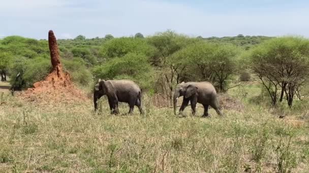 Dois Elefantes Pastam Parque Nacional Tarangire Safari Tanzânia África Tiro — Vídeo de Stock