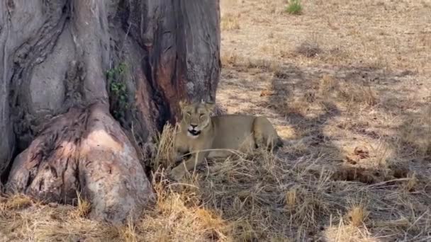 Vacker Ensam Lejoninna Ligger Skuggan Ett Stort Träd Tarangire Nationalpark — Stockvideo