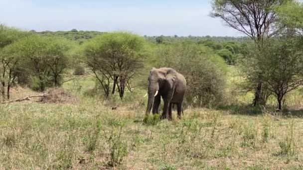 Stor Ensam Elefant Äter Gräs Tarangire Nationalpark Safari Tanzania Afrika — Stockvideo