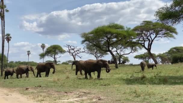 Grupo Elefantes Está Comendo Grama Parque Nacional Tarangire Safari Tanzânia — Vídeo de Stock