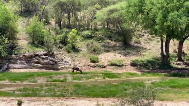 Ein Wasserbock Grast Entlang Eines Kleinen Flusses Tarangire Nationalpark Weitschuss — Stockvideo
