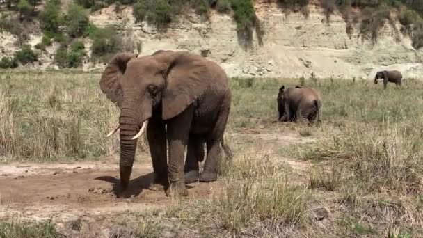 Elefanti Nel Parco Nazionale Tarangire Safari Tanzania Africa — Video Stock