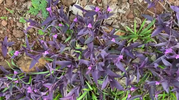 Piękna Roślina Fioletowymi Liśćmi Małymi Różowymi Kwiatami Park Narodowy Tarangire — Wideo stockowe