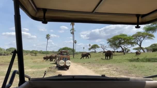 タンザニアのタランジェ国立公園 2022年1月7日 ジープサファリ 観光客は緑のフィールドで象の放牧のグループを見る — ストック動画