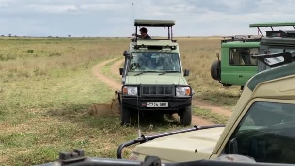 Národní Park Serengeti Tanzanie Ledna 2022 Dvě Lvice Leží Stínu — Stock video