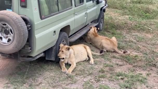 Parque Nacional Del Serengeti Tanzania Enero 2022 Dos Leonas Embarazadas — Vídeos de Stock