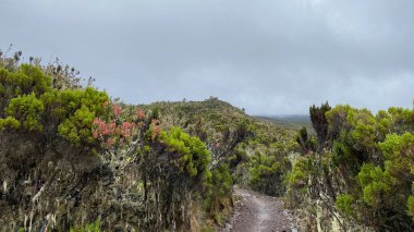 Tanzanya 'nın inanılmaz doğası. Machame yolu üzerindeki Kilimanjaro 'nun tropik yeşil ormanları ve tepeleri. Dağ manzarası. Tırmanan Kilimanjaro, Afrika.