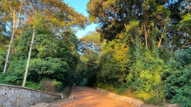 Kilimanjaro 'nun tropik yeşil ormanları. Kilimanjaro, Afrika 'ya tırmanmak. Tanzanya 'nın inanılmaz doğası.
