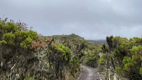 Tanzanya Nın Inanılmaz Doğası Machame Yolu Üzerindeki Kilimanjaro Nun Tropik — Stok fotoğraf