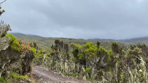 Tanzanias Fantastiska Natur Foggy Bergslandskap Klättring Kilimanjaro Afrika — Stockfoto