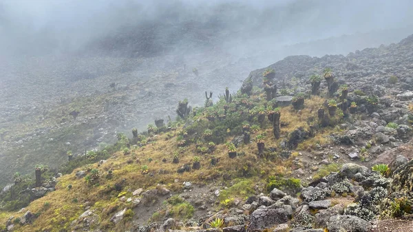 Utsikt Över Ett Litet Fält Dendrocross Höga Stäpperna Kilimanjaro Afrikansk — Stockfoto