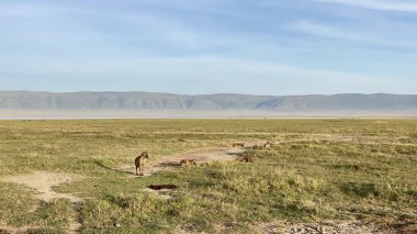 Bir sırtlan sürüsü Ngorongoro Ulusal Parkı 'ndaki yeşil bir alanda dinleniyor. Düşük ihtimal. Tanzanya 'da Safari. Afrika 'nın şaşırtıcı doğası.