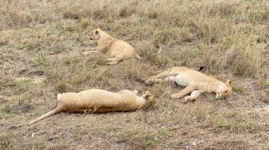 Serengeti Ulusal Parkı 'ndaki yeşil çimlerin üzerinde üç hamile dişi aslan yatıyor. Düşük ihtimal. Afrika 'nın şaşırtıcı doğası.