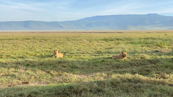 Aslan Ngorongoro Ulusal Parkı Nda Yeşil Çimlerin Üzerinde Dinleniyor Düşük — Stok fotoğraf