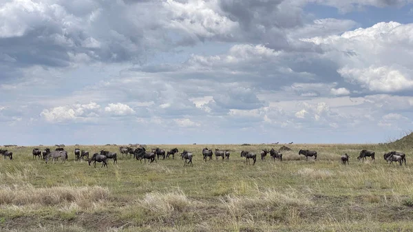 Serengeti Ulusal Parkı Ndaki Yeşil Bir Alanda Çimleri Kemiren Bir — Stok fotoğraf