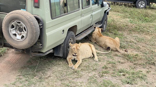 Deux Lionnes Enceintes Assoient Aux Roues Une Jeep Safari Parc — Photo