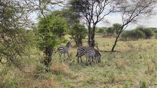 Birkaç Zebra Serengeti Ulusal Parkı Nın Yeşil Alanlarında Kemiriyor Tanzanya — Stok fotoğraf