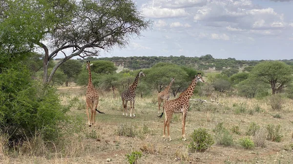 Serengeti Ulusal Parkı Nda Dört Zürafadan Oluşan Bir Grup Tanzanya — Stok fotoğraf