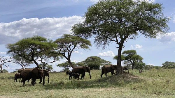 Tanzanya 'da Safari. Bir grup fil Serengeti Ulusal Parkı 'nda otluyor. Afrika 'nın şaşırtıcı doğası.