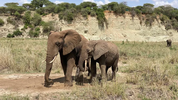 Zwei Elefanten Eine Mutter Und Ihr Baby Spazieren Durch Eine — Stockfoto