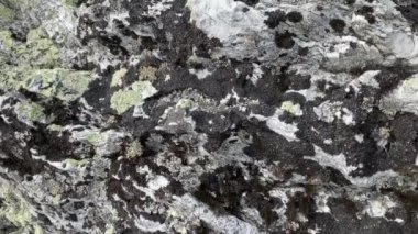 Close-up of the surface of one of the weathering pillars in the Komi Republic, Russia. Giants of the Manpupuner Plateau. Geological monument in the Troitsko-Pechora region. One of the seven wonders of Russia.