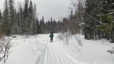 A man with a backpack rides on tourist skis along a snow-covered path. Ski trip in the forests of Russia. Beautiful winter landscape.