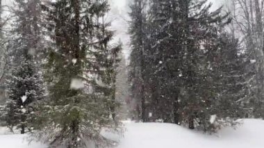 Heavy snowfall and blizzard in winter beautiful forest. Winter forest landscape. Large flakes of snow fall down.