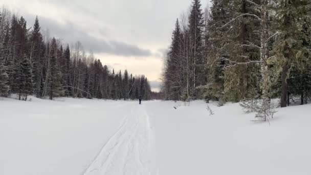 黒いスーツの男のスキーヤーはスキーです ロングショット 美しい冬の森の風景 ロシアでのスキー旅行 — ストック動画
